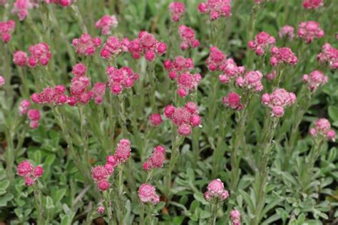 Antennaria Dioica Rubra Pink Pussy Toes Mwa