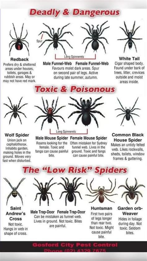 Common House Spiders And How To Treat Spider Bites Artofit