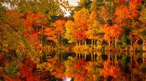 Red Orange Green Yellow Autumn Fall Leafed Trees Forest Reflection On