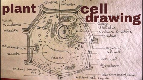 How To Draw A Plant Cell Easy Step By Step Diagram Of