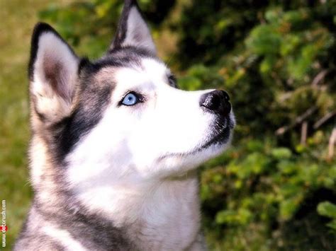 Wallpaper Backgrounds Siberian Husky Dog Breeds