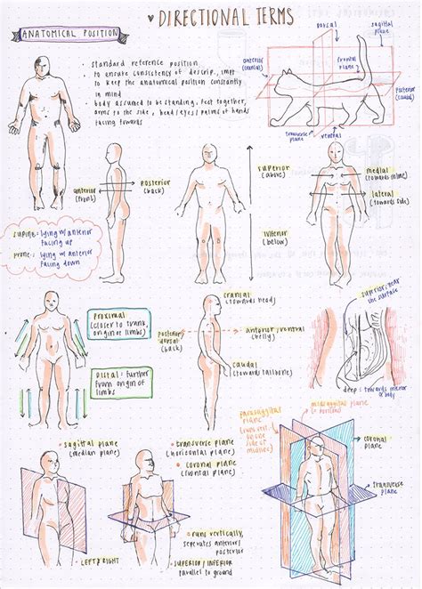 Anatomical Position Practice Worksheet