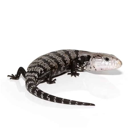 Adult Axanthic Halmahera Blue Tongue Skink Reptiles For Sale