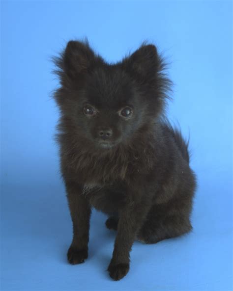 Pomchi Pomeranian Chihuahua Mix Black