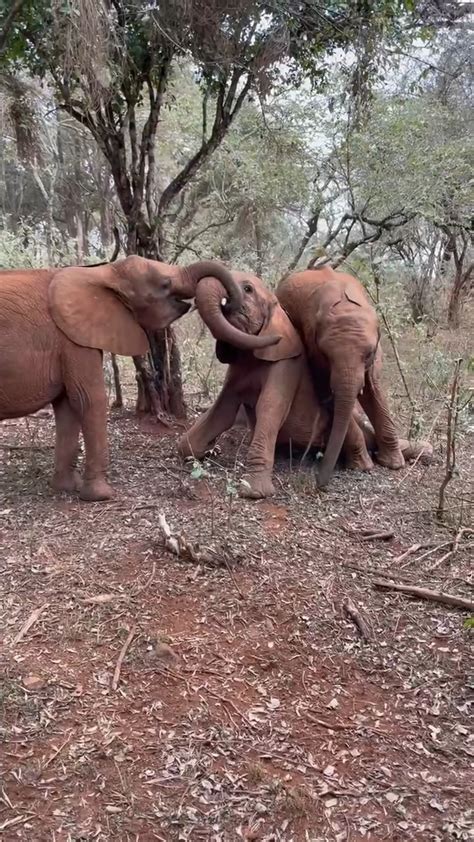 Rescued Orphan Elephants Bulls Enjoying A Mounting Game Elephant