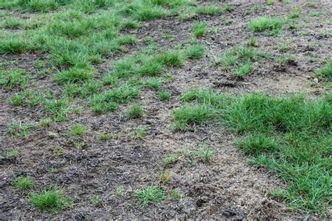 Will Watering Dead Grass Bring It Back All Things Backyard