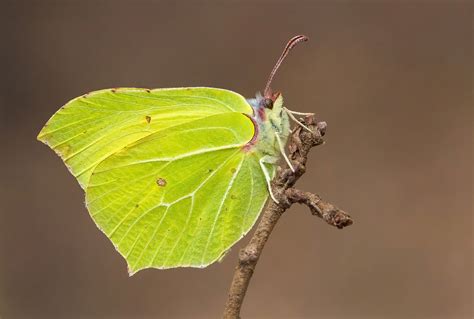 Look Out For Brimstone Butterflies Butterfly Conservation