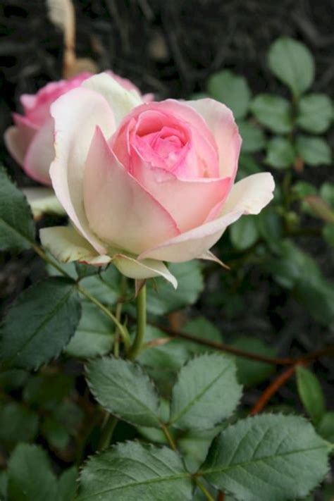 Eden Climbing Rose Idea Rose Meravigliose Fiori Rose