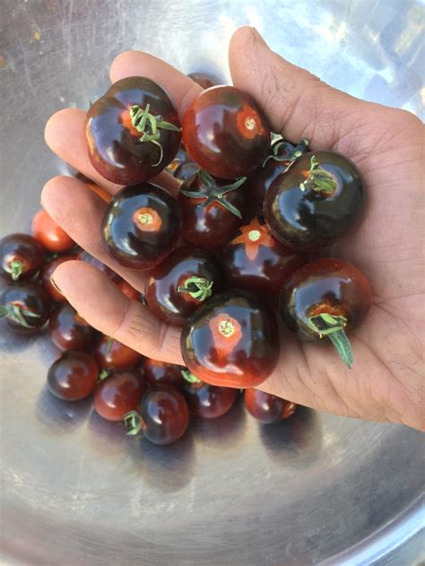 Red Ruby Cherry Wild Mountain Seeds
