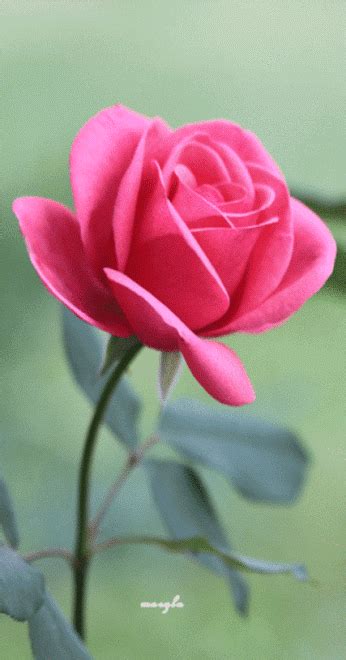 Please contact us if you want to publish a live wallpaper on our site. Best gif flowers - Collections - Google+ | Beautiful roses