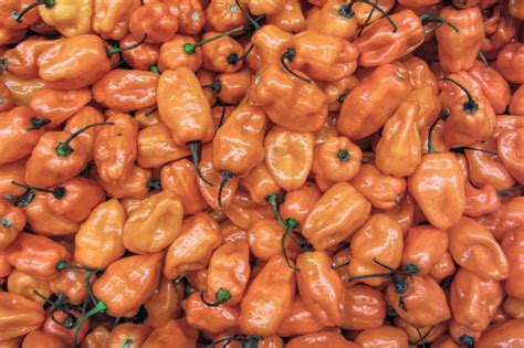 Habanero Pepper Guide Heat Flavor Pairings And More