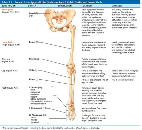 Bones Of The Pelvic Girdle And Lower Limb Pelvic Girdle Lower Limb