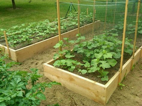 Trellises will even help to fight pests and diseases, making. How to Trellis Zucchini - Plant Instructions
