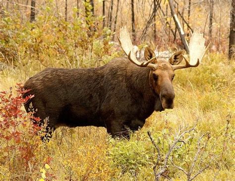 Minnesota Wildlife Photographer Knows How To Call A Moose Moose