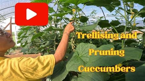 Trellising And Pruning Cucumbers Youtube