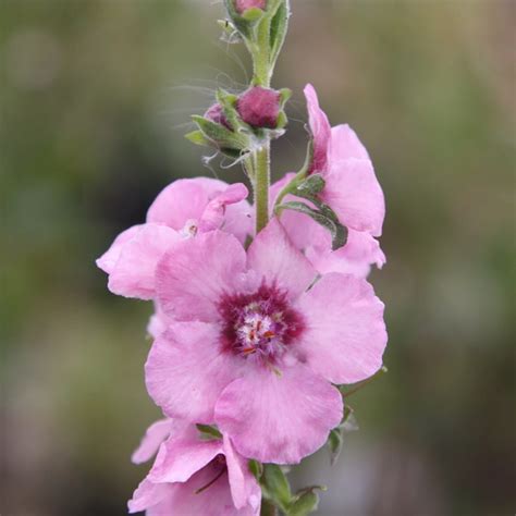 Buy Mullein Verbascum Cotswold Group Pink Domino Delivery By