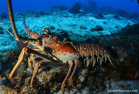 Where Do Lobsters Live Lobster Habitat Explained Ocean Fauna