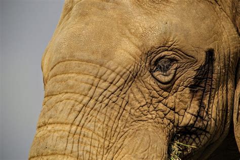 Free Stock Photo Of African Elephant Elephant Elephant Close Up