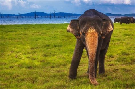 Discover The Beauty Of Sri Lanka In Photos The Planet D