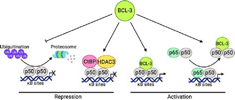 Bcl 3 Regulation Of The Atypical Nf κb Signalling Pathway The Atypical