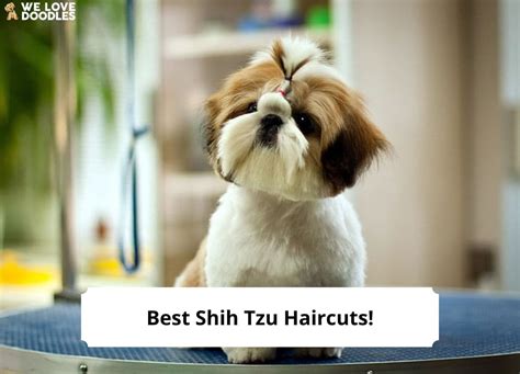 13 Best Shih Tzu Haircuts With Pictures 2024 We Love Doodles