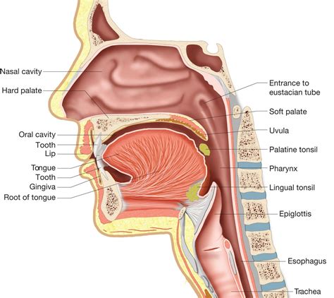 Throat Anatomy And Oral Cavity