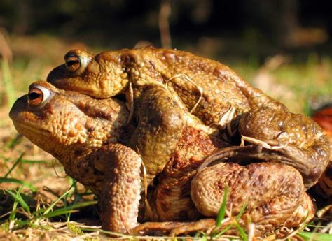 Irish Scientists Solve Mystery Around Ancient Frog Sex Death Trap