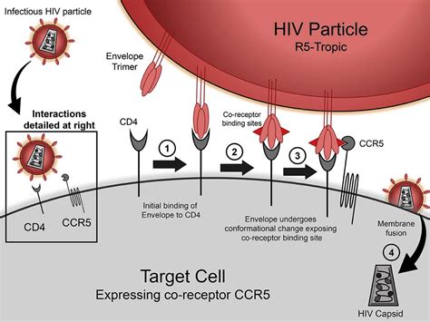 Ccr5 Edited Gene Therapies For Hiv Cure Closing The Door To Viral