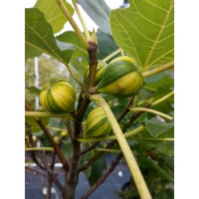 Maybe you would like to learn more about one of these? Ficus carica 'Panache' - Panache Common Fig Broken Arrow Nursery