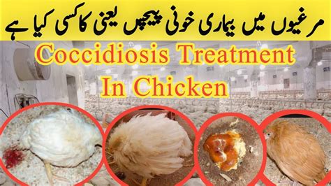 Coccidiosis Symptoms In Chicken Coccidiosis Treatment Youtube