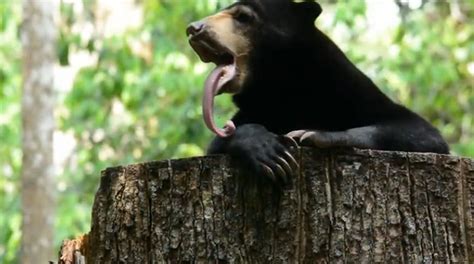 14 Weirdest Tongues In The Animal Kingdom Top10hq