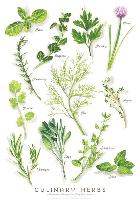 Illustrated Herbs Herbs Illustration Watercolor Herbs Watercolor