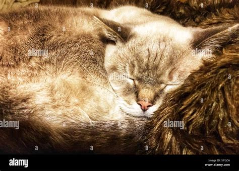 Lynx Point Siamese Cat Taking A Nap On Faux Fur Blanket Stock Photo Alamy