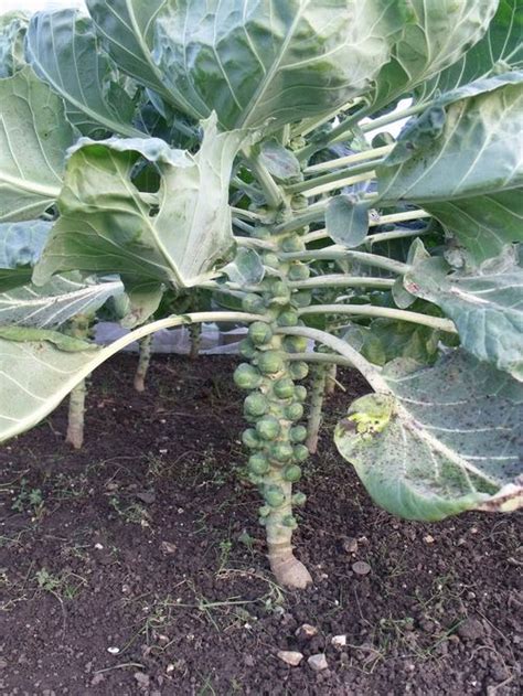 How To Grow Brussels Sprouts Everything About Garden