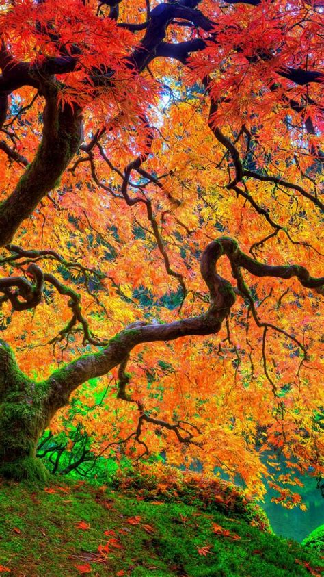 Free Download Tree Japanese Autumn Season Natural Beauty Hd Uhd Ultrahd