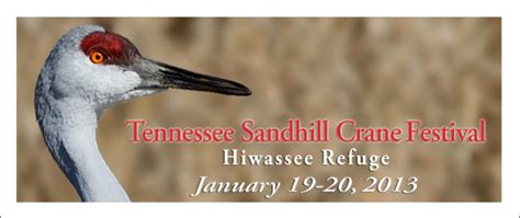 Tennessee Ky Coalition For Sandhill Cranes