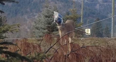 Deer With Head In Bag Rescued By Teenagers Lasso In Grand Forks Bc Cbc News