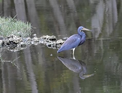 Little Blue Heron Egretta Caerulea Wildlife Journal Junior