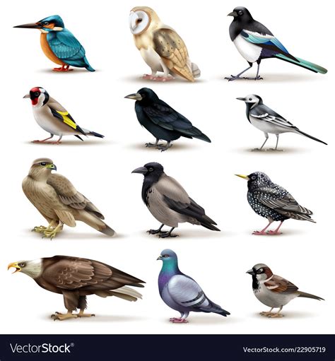 Birds Realistic Fauna Collection Royalty Free Vector Image