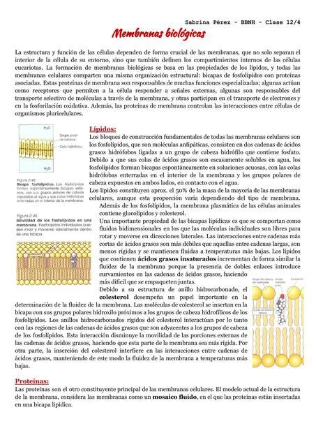 Membranas Biológicas Dani España Nutricionista Uruguaya Udocz