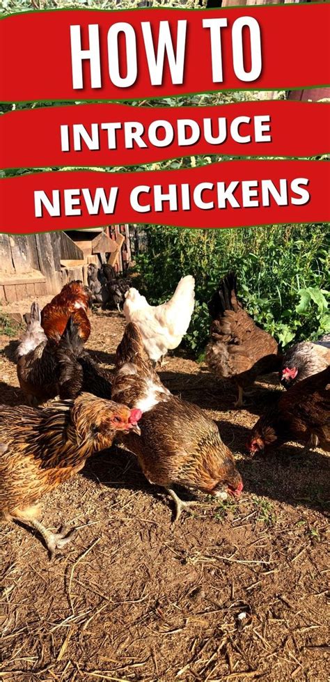 introducing new chickens to your flock