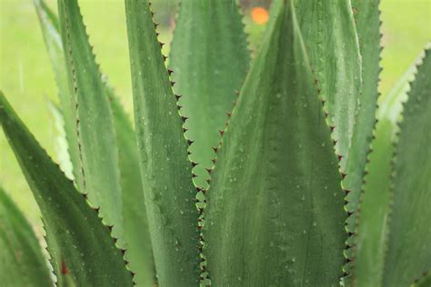 Cactus With Leaves On The Sides A Cactus Plural Cacti Cactuses Or
