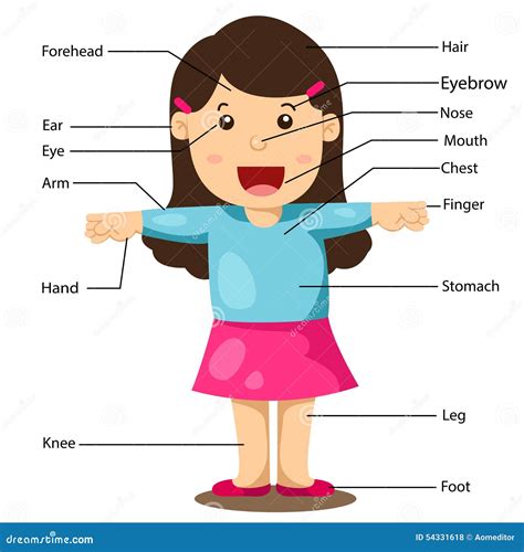 Illustration Of Girl With Labeled Body Parts Stock Vector Image