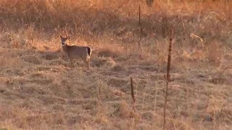 Hunter Dies After Being Attacked By Deer He Thought Was Dead