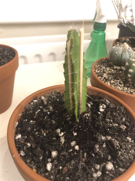 How to grow saguaro cactus the saguaro cactus is native to the state of sonora in mexico and small portions of california and arizona in the united states. Why does my dragon fruit plant only grows root but doesn't ...