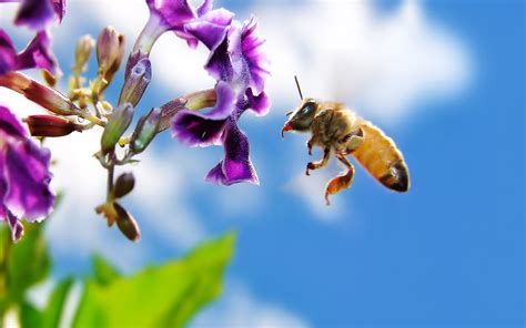 Bee On Flower Widescreen High Definition Wallpaper