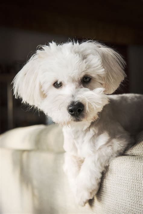 13 Most Popular White Dog Breeds Fluffy Small Large And More 0c3