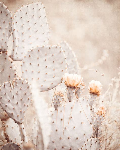 Cactus Photography Brown Wall Art Nature Photography Taupe Etsy