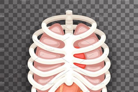 Rib Cage Lungs Pre Designed Illustrator Graphics Creative Market