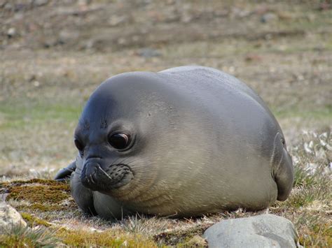 This Elephant Seal Pup Is So Cute Cute Funny Dogs Cute Animals